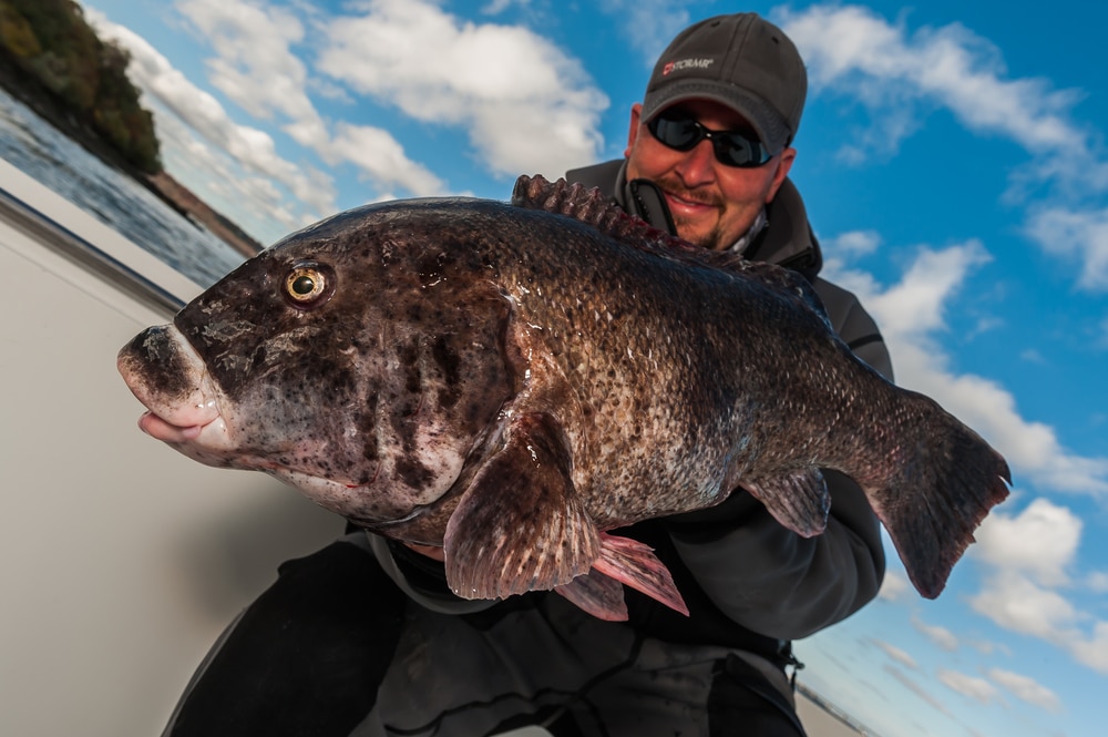 Tautog Fishing Photo