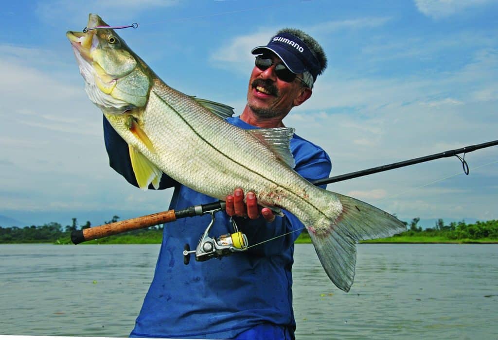 Caribbean snook caught fishing Panama