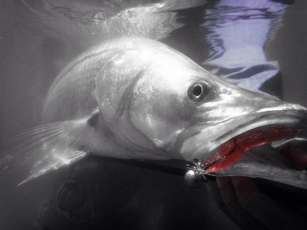 Underwater Snook Photo