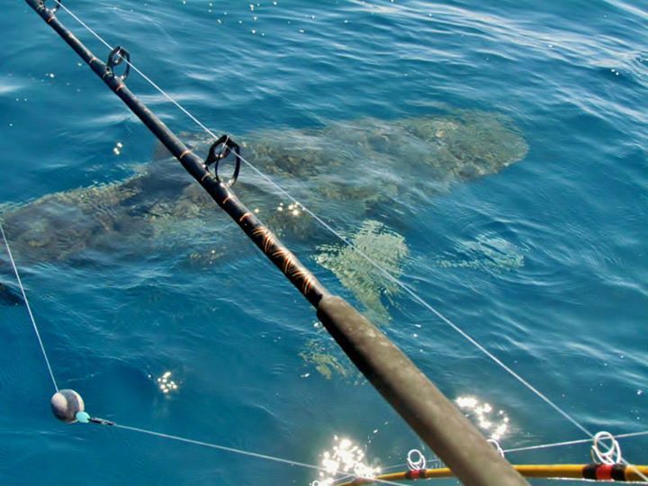 Tiger Shark Fishing Photo