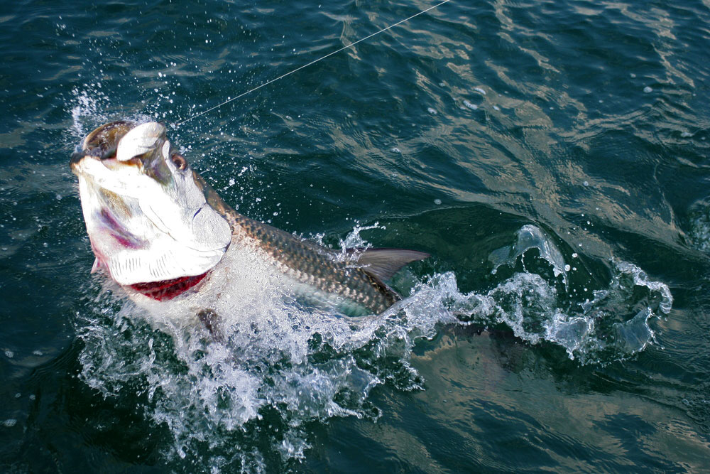 Tarpon Fishing Photo - 1