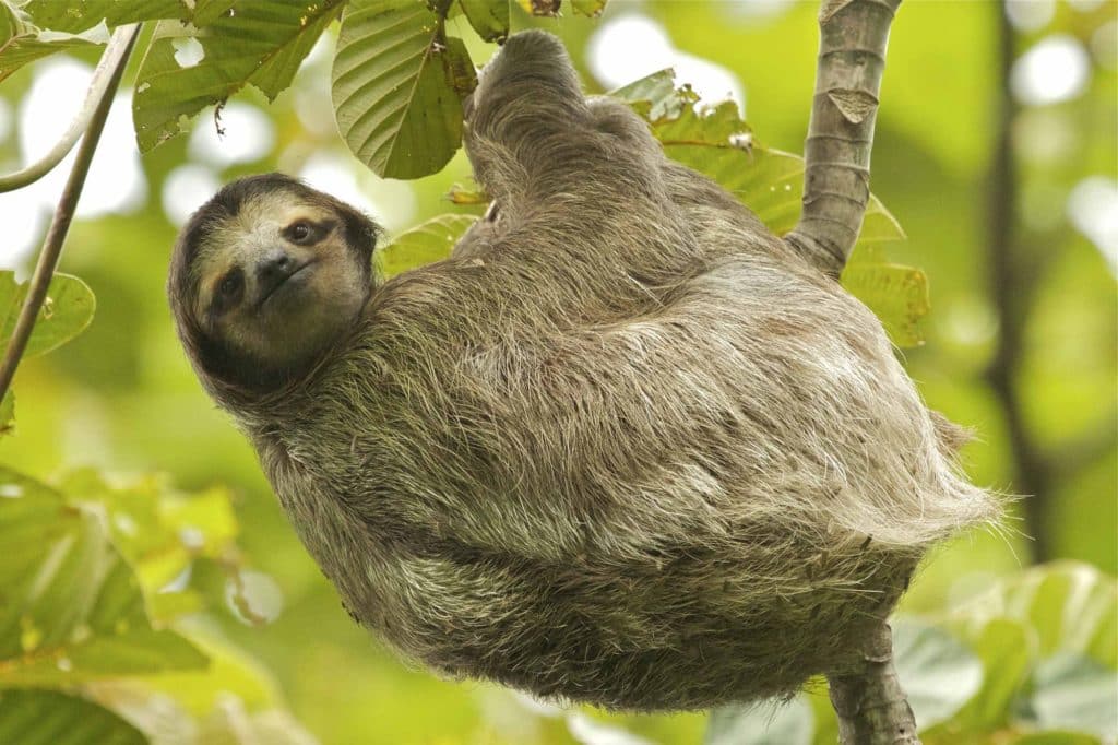 Panama three-toed sloth