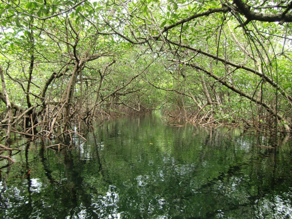 Panama mangrove tunnel fishing grounds