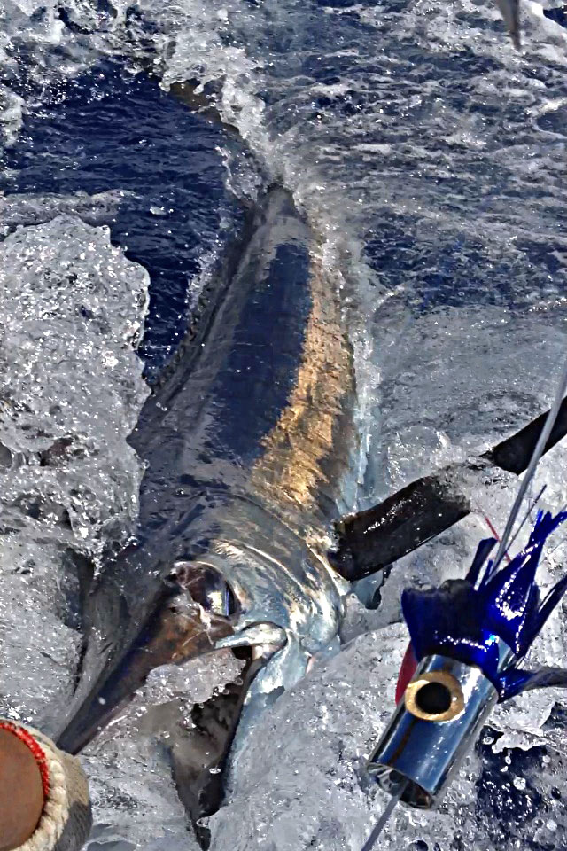 Pacific Blue Marlin Fishing Photo - 1