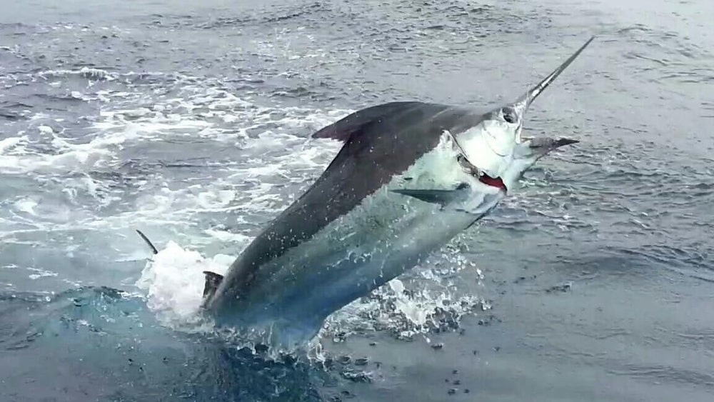 Blue Marlin Fishing photo - costa rica