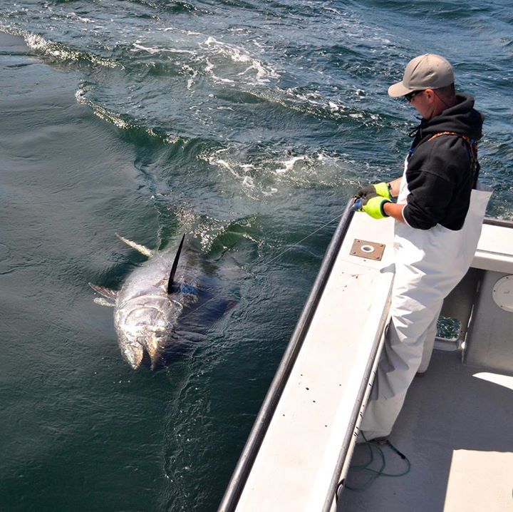 Bluefin Tuna Fishing photo