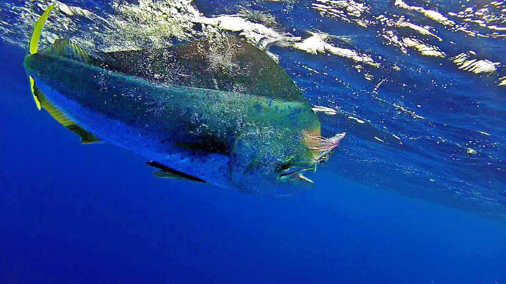 Dolphin Underwater Photo