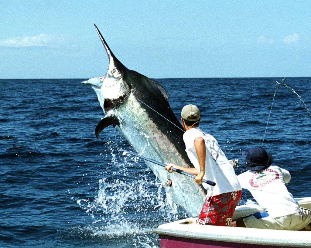 Guy Harvey famous fishing photo black marlin Tropic Star Lodge Panama