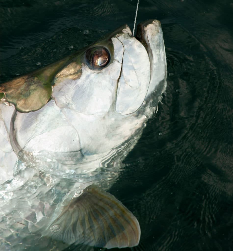 Large tarpon are caught in the summer