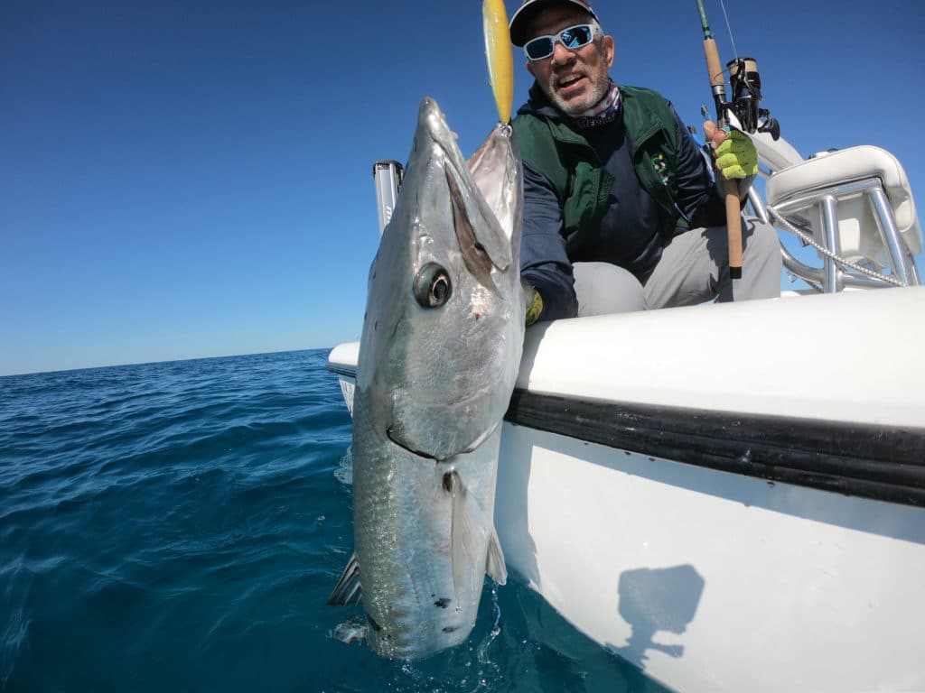 Cold water keeps barracuda slightly deeper