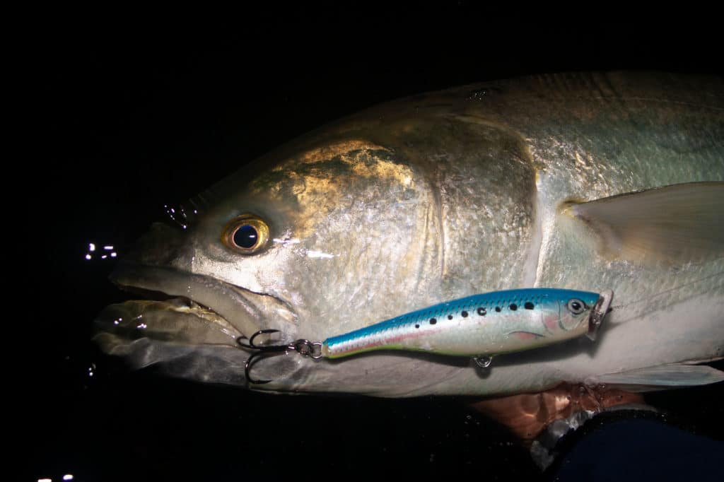 Bluefish caught at dusk