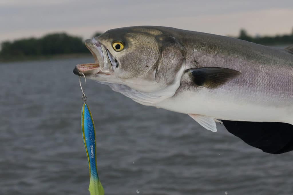 Bluefish caught using a popper