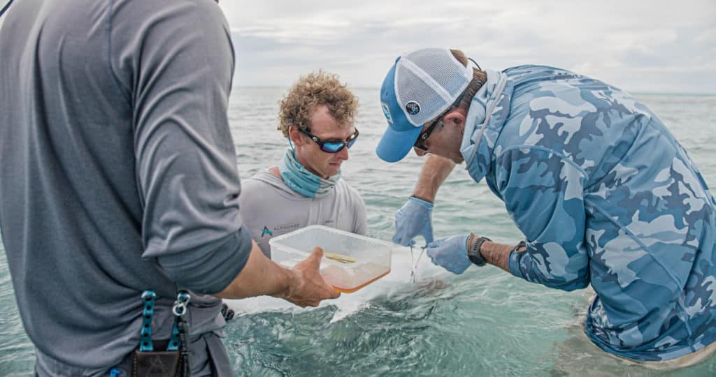 Tagging a giant trevally