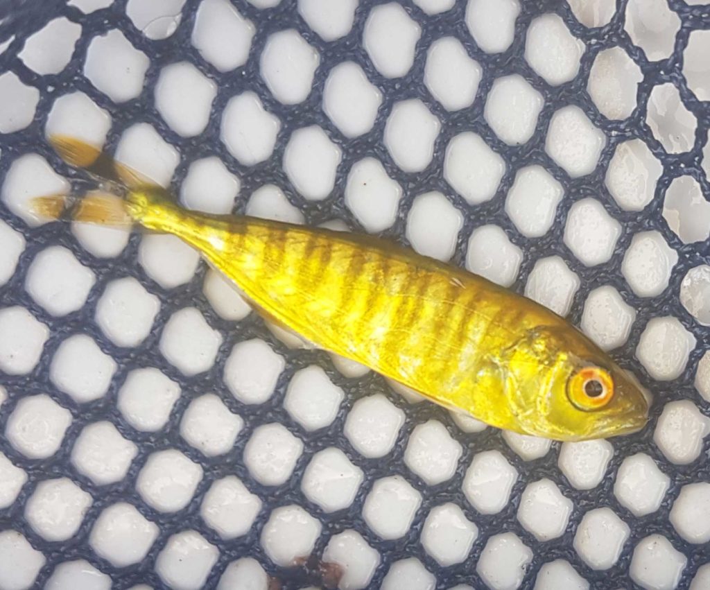 Juvenile California Yellowtail