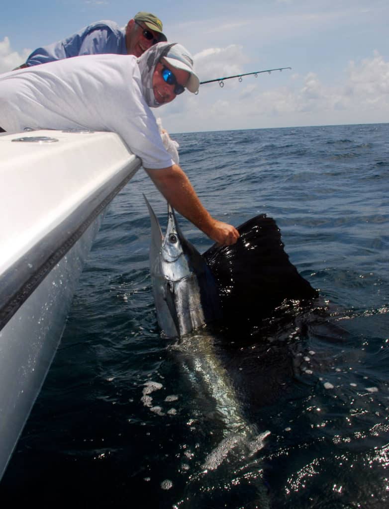 Releasing a sailfish