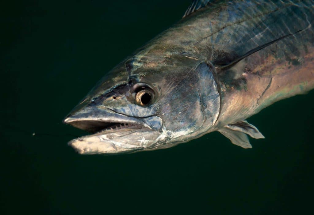 Kingfish caught off the Carolina coast
