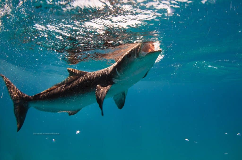 cobia feeding