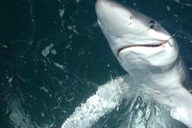 Thresher and blue shark frenzy off the coast of Maine