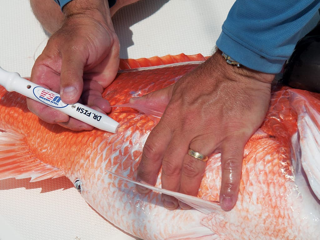 Angler using a fishing descender device