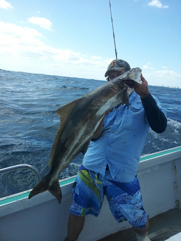 Florida Cobia Photo