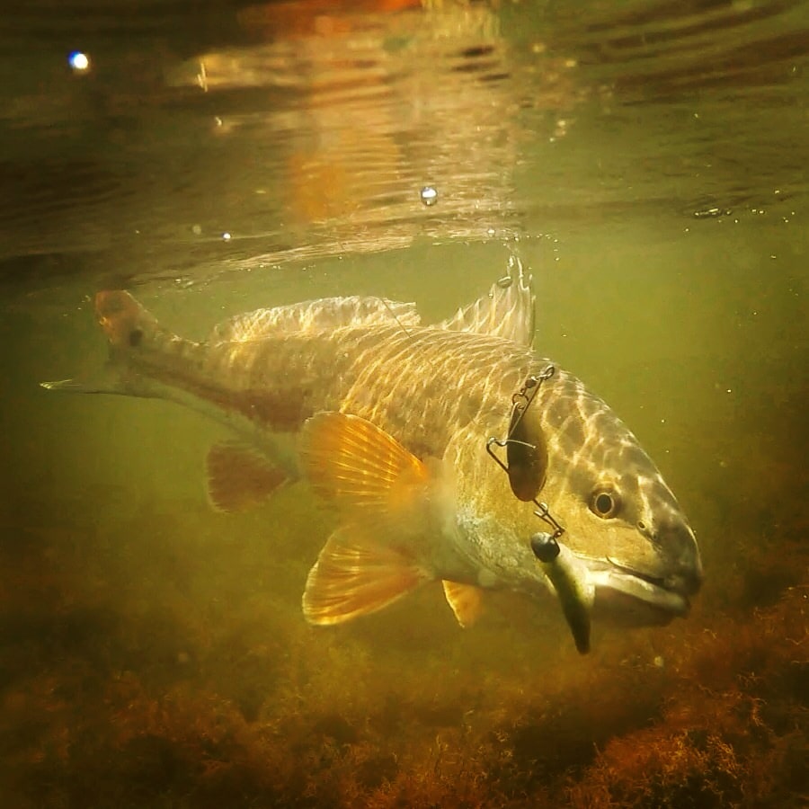 Redfish Fishing Photo Underwater