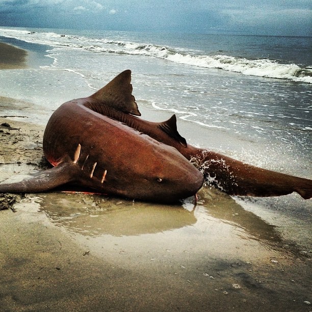 Huge Nurse Shark Photo