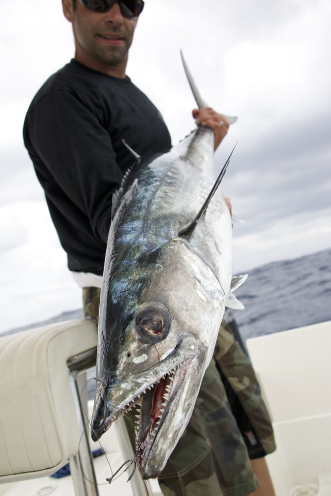 Kingfish Fishing Photo -1