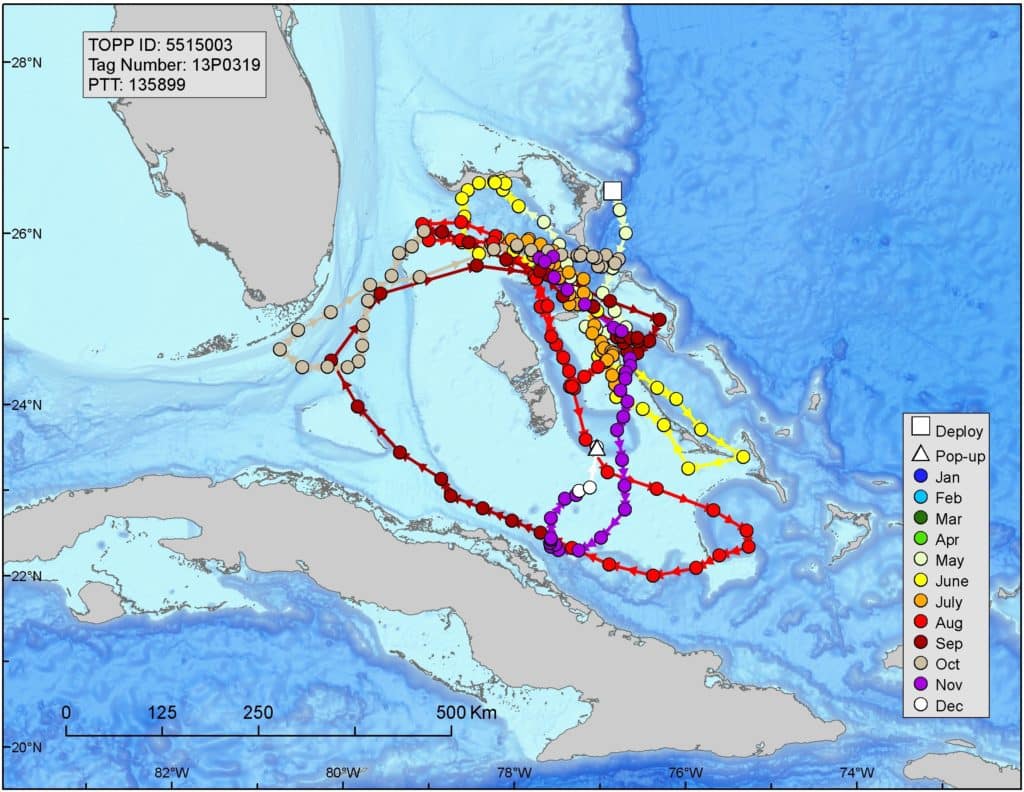 blue marlin movements