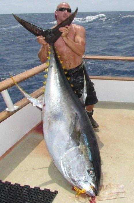 Huge Yellowfin Tuna Photo