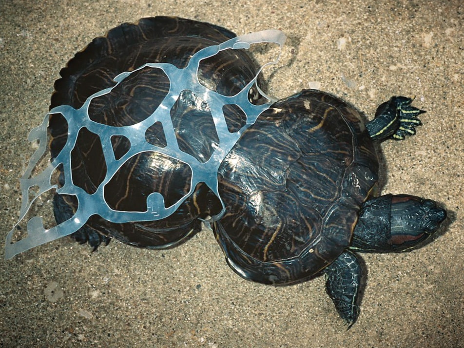 edible six pack rings, beer cans