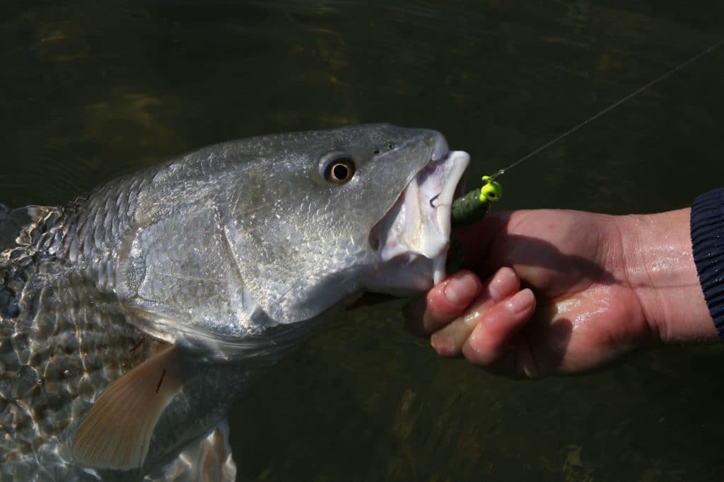 Redfish caught in the winter can change colors