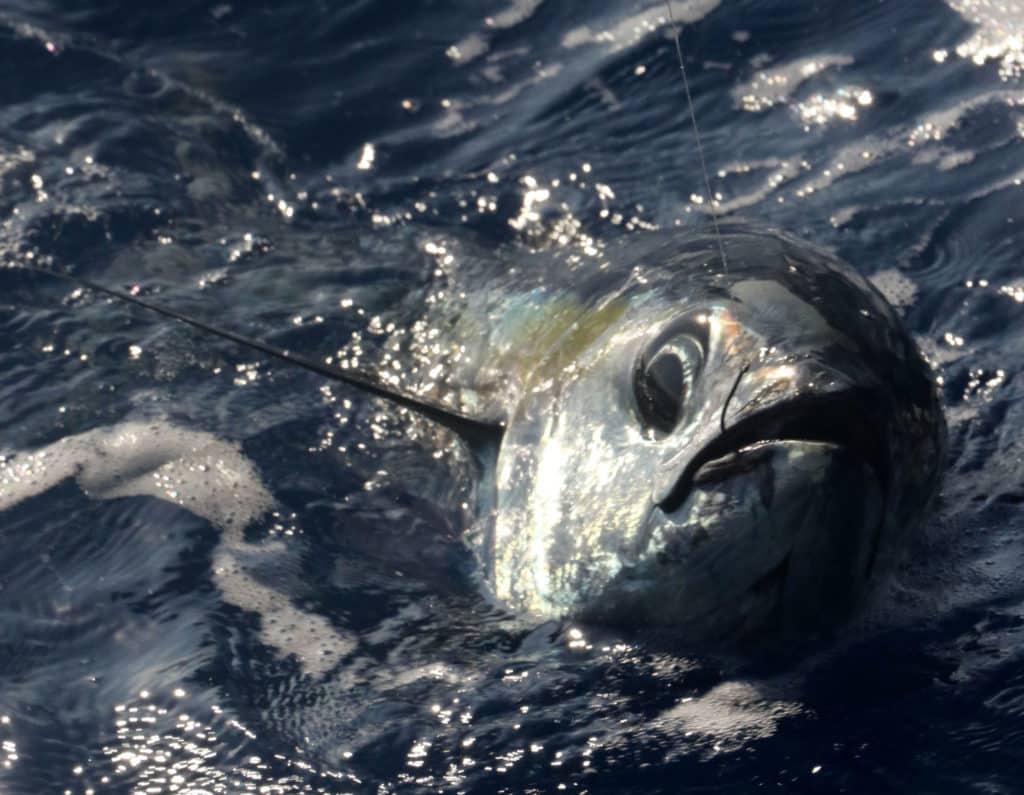 Large blackfin tuna being caught