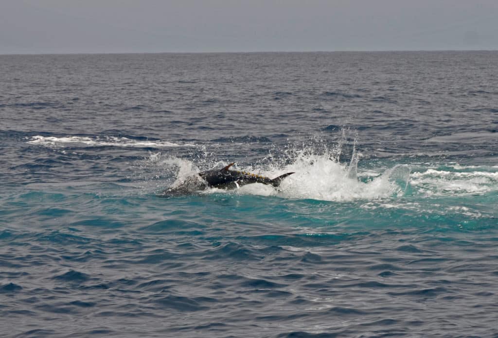 Tuna jumping out of the water