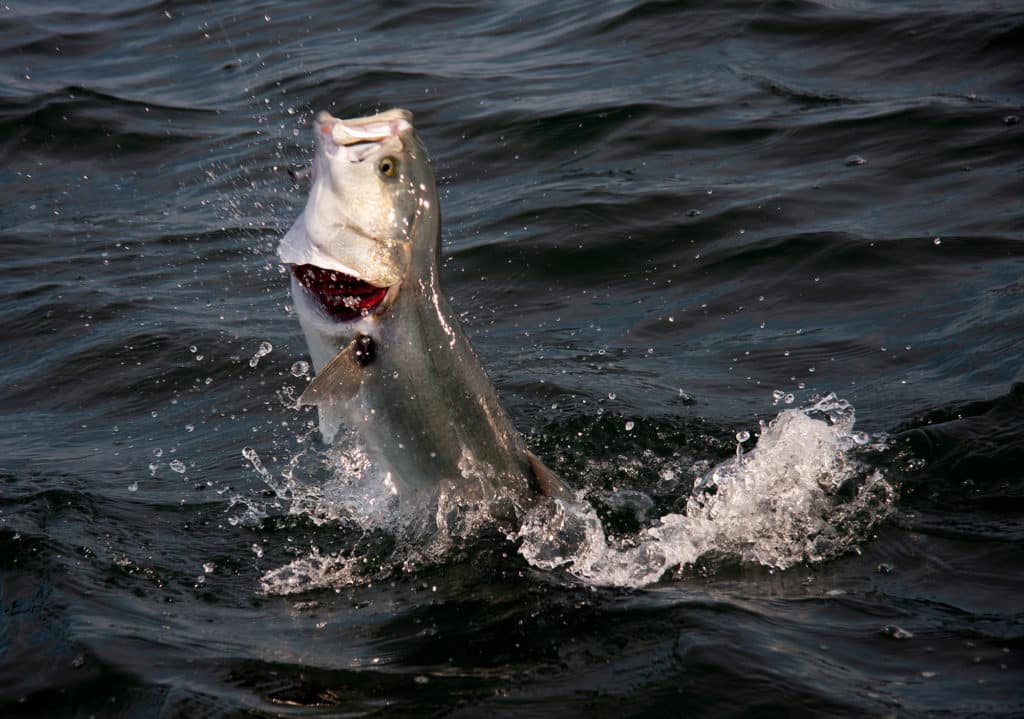 Bluefish on surface plug