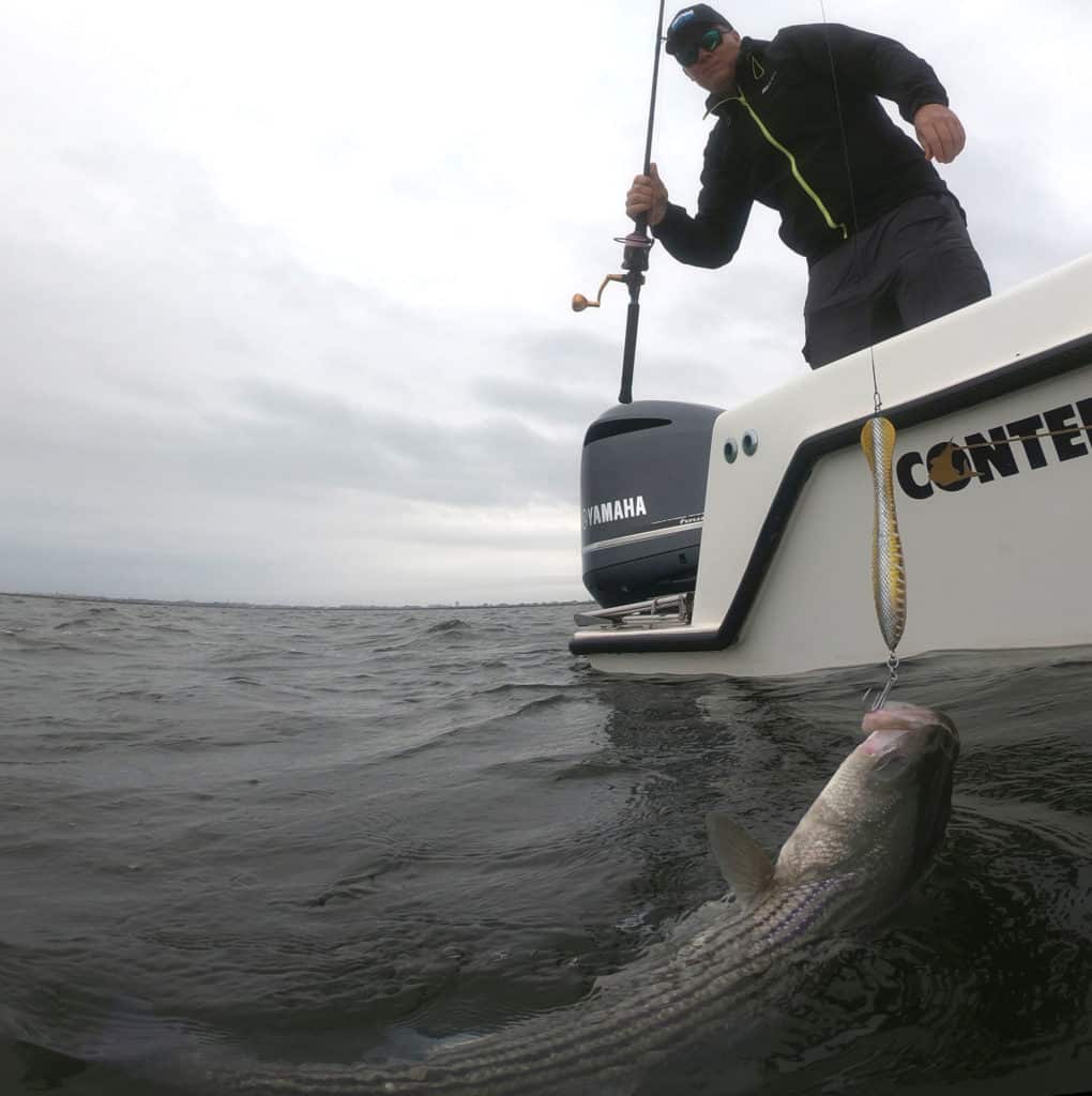 Striped bass caught using a popper