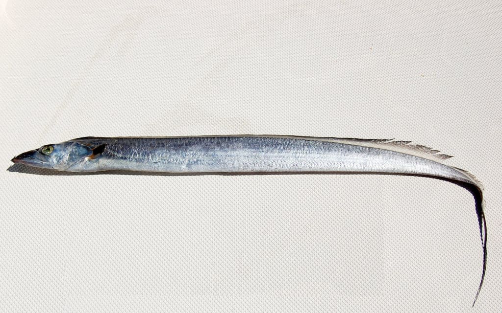 Using ribbonfish for trout bait