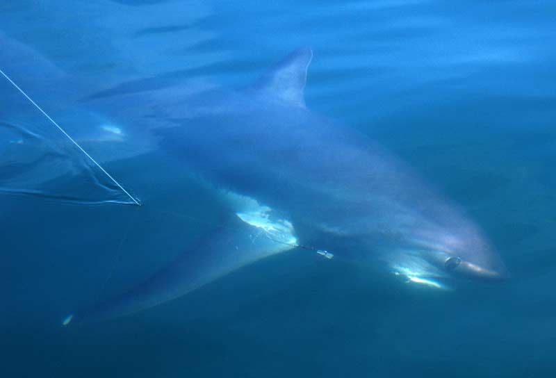 Thresher and blue shark frenzy off the coast of Maine