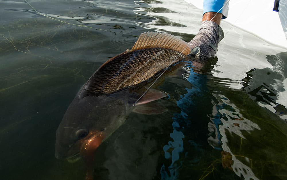 Louisiana Redfish in Water