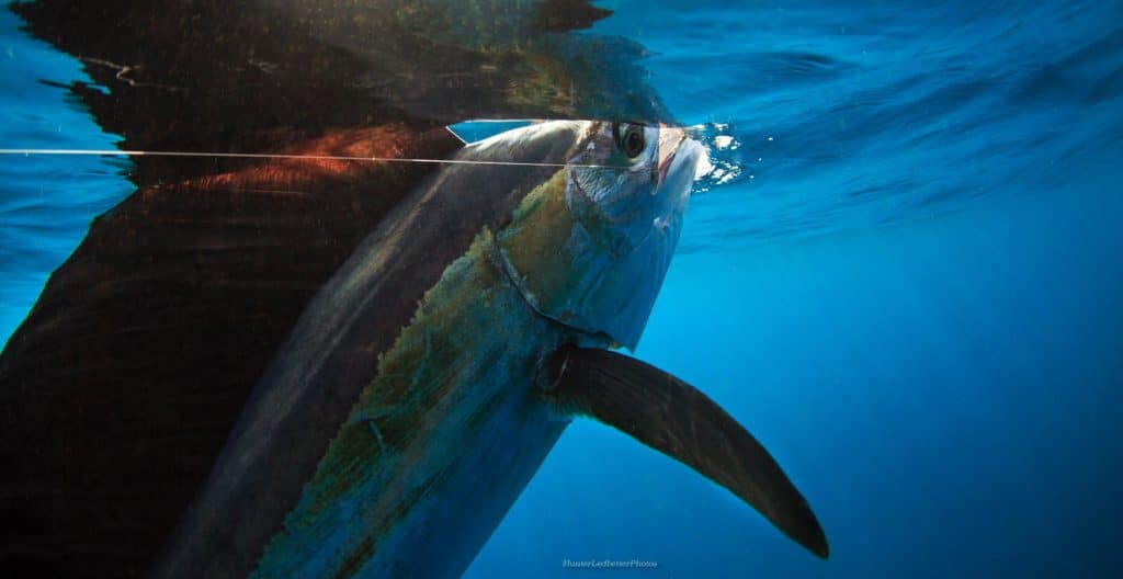 sailfish jump