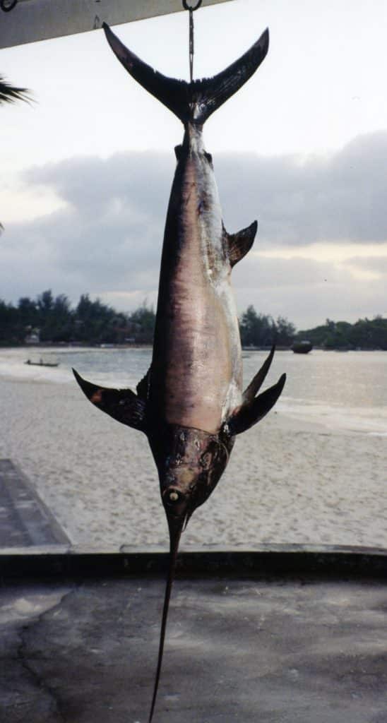 Greatest Fly-Fishing World Records - Swordfish