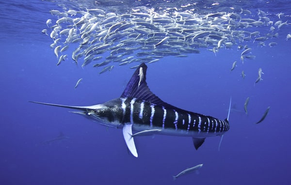 64_striped marlin_courtesy marc montocchio.jpg