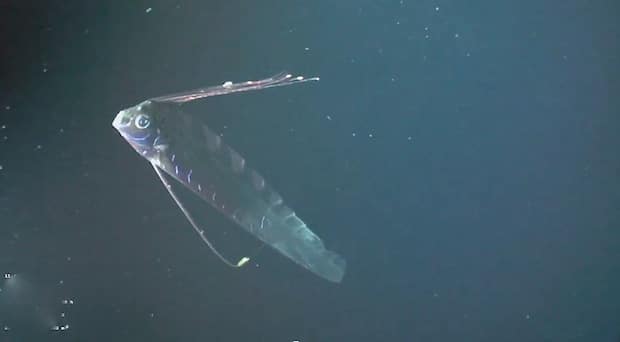 First-Ever Footage of Deep-Sea Oarfish