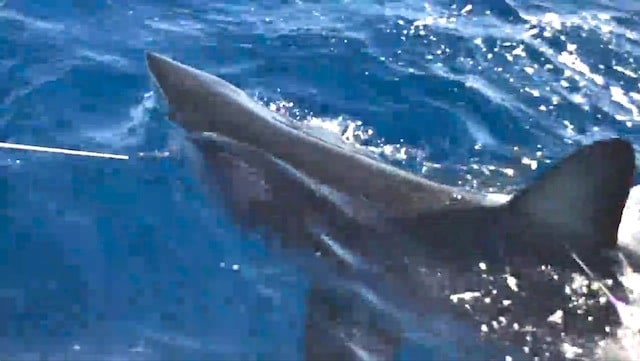 Crew Tags and Releases a Monster Mako Shark