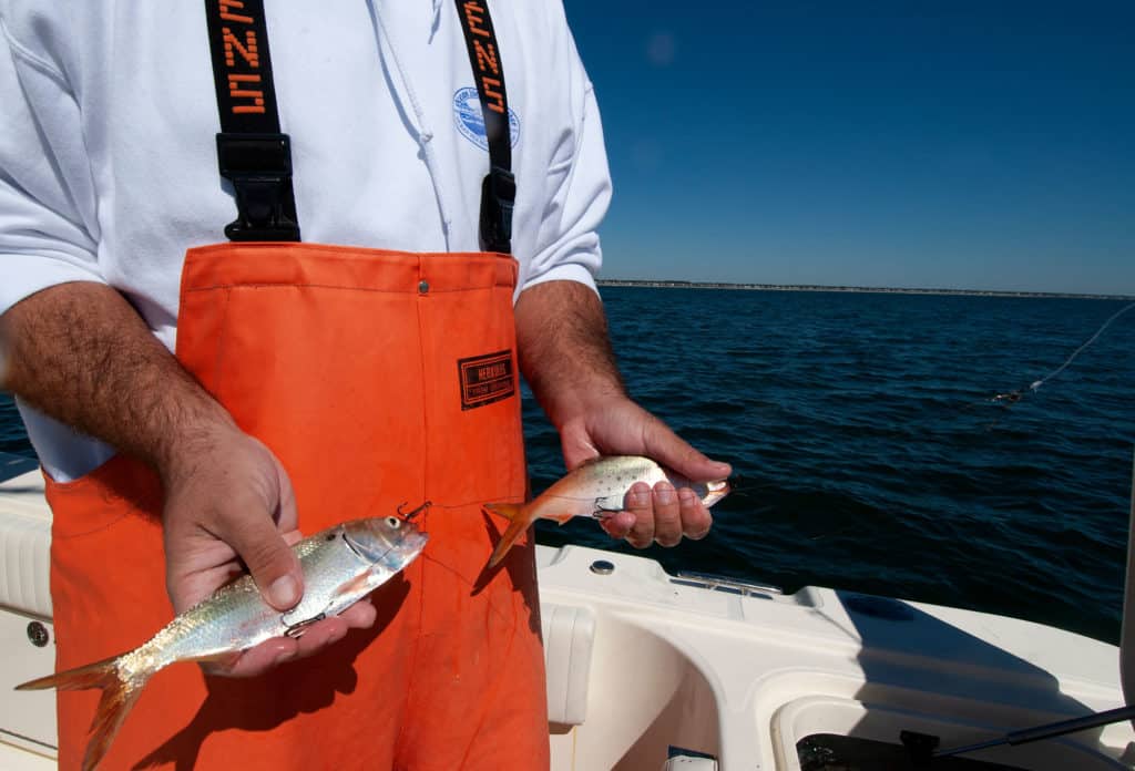 Four-hook rig in action