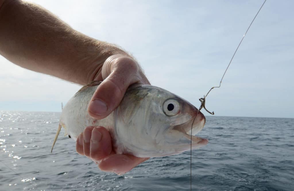 Using live bait to catch fish on wrecks