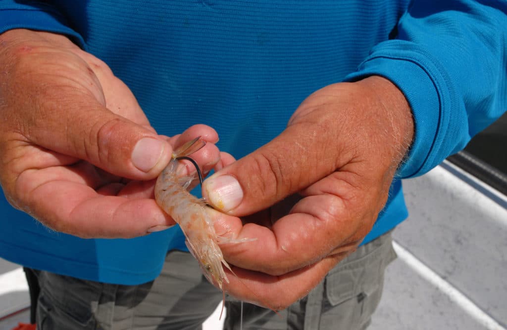 Rigging a shrimp for fishing