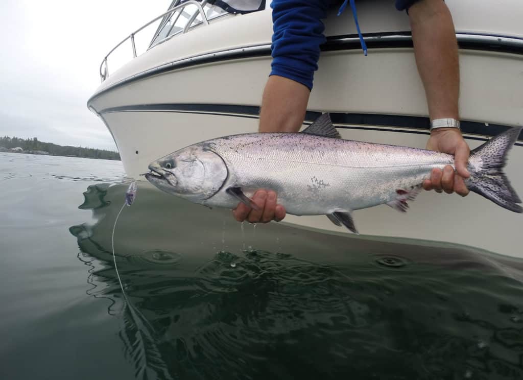 Salmon caught during a large tide