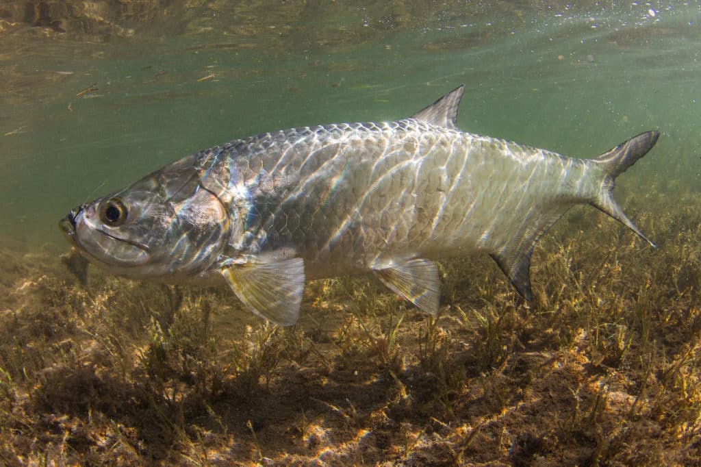 tarpon swimming