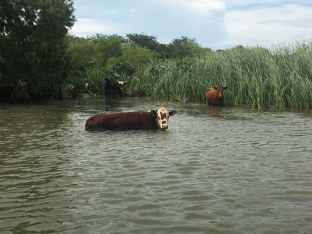 Cows in the Louisiana Marsh
