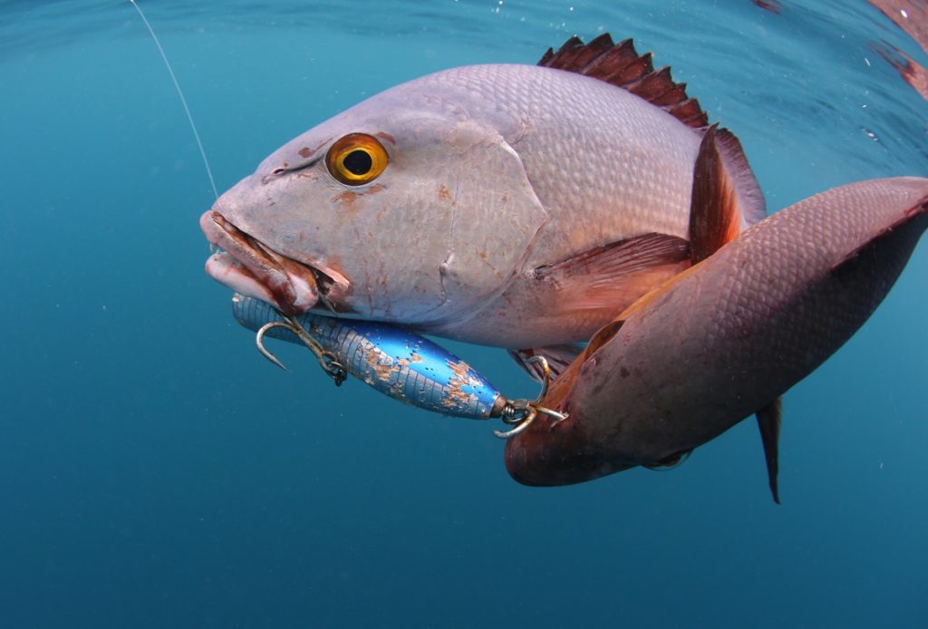 Two hooked red bass caught fishing